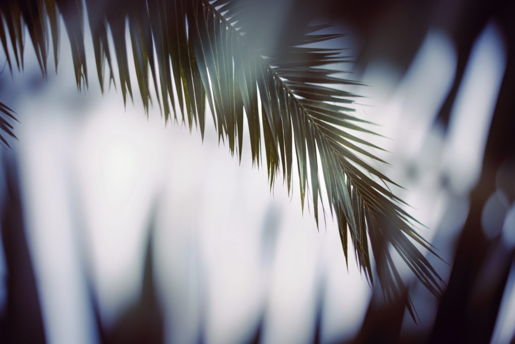 The Triumphal Entry – Palm Sunday